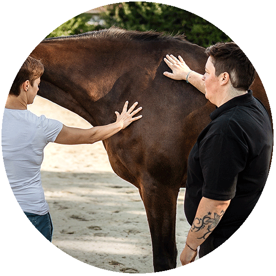 Tiergestütztes Coaching mit einem Pferd
