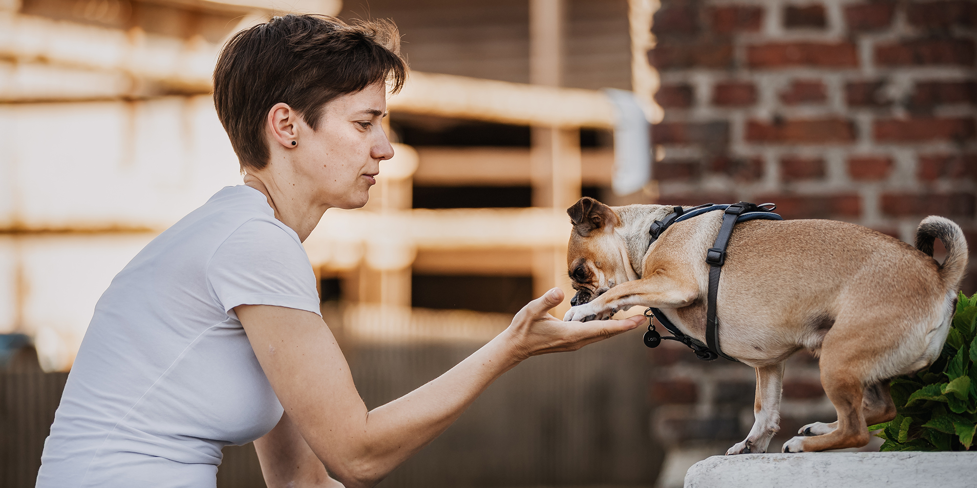 Birte Heß in Aktion mit einem Hund